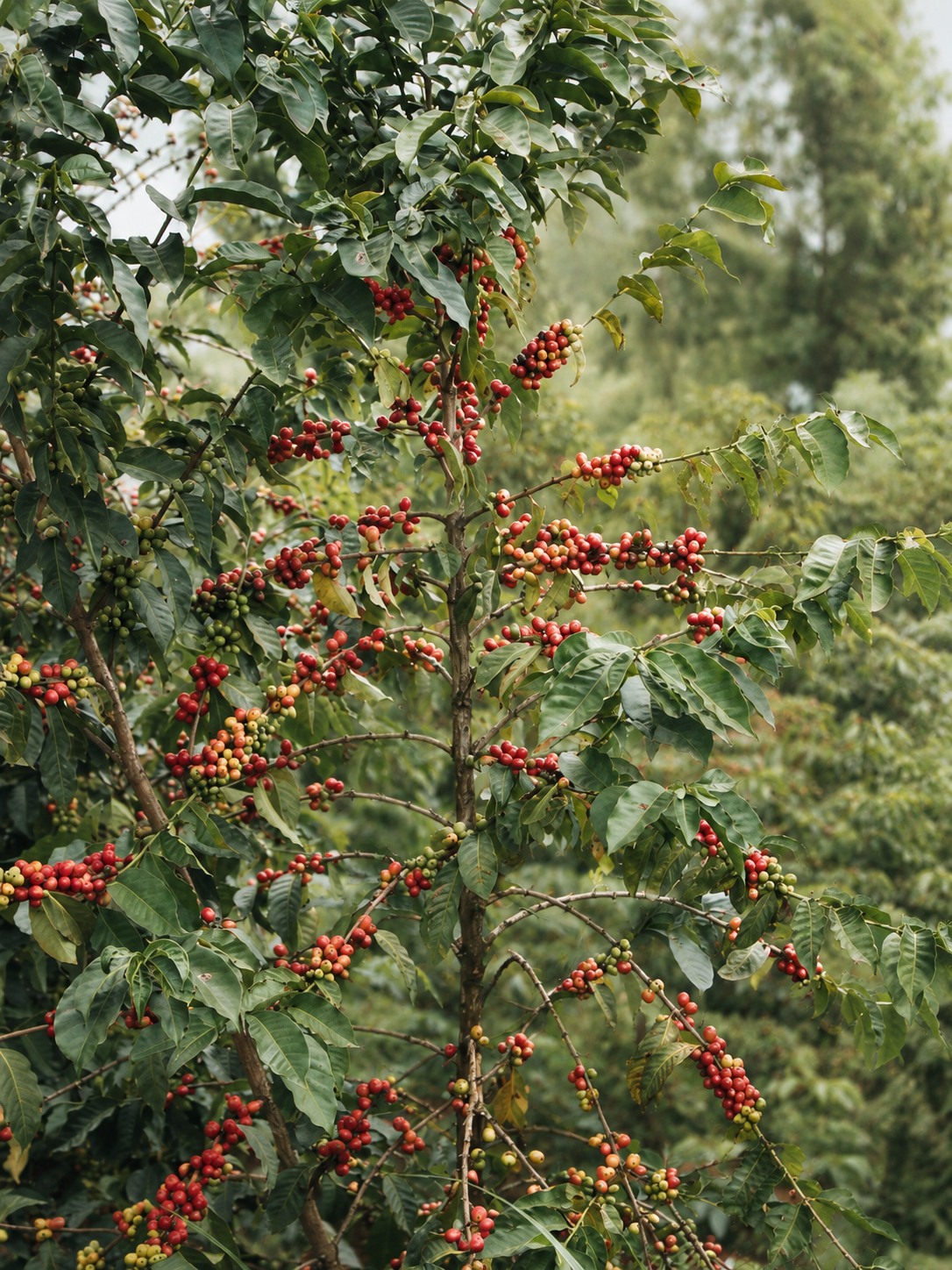 KENYA GUAMA